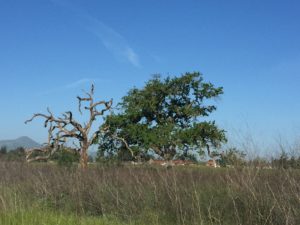 IMG_1961