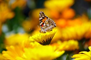 butterfly-169924_1280