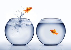 Change Management_ fish bowl