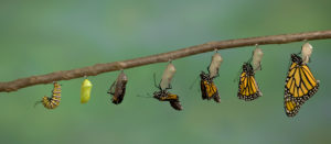 Monarch Butterfly emerging from it's chrysalis